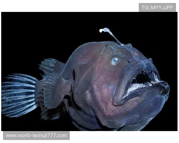 深海动物的奇异外形：令人惊叹的深海生物奇观