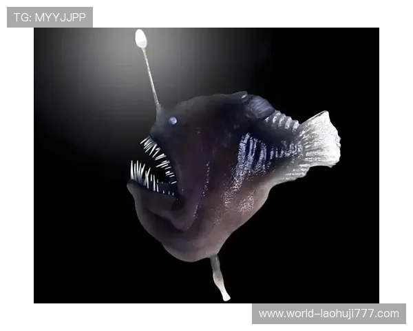 深海动物的奇幻之旅：了解深海中那些令人震撼的神秘生物及其生态环境